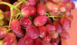 提子事件谁爆料的啊最新,揭秘爆料者身份与动机