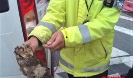 东莞山鸡爆料案件最新,揭秘背后惊人真相